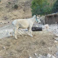 الاغ یا خر گوسفند