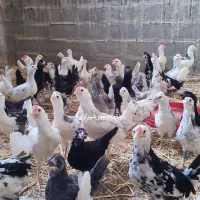 جوجه گلین لری چهلتاج ریش اصل