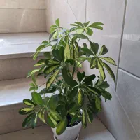 گلدان گل شفلرا ابلق