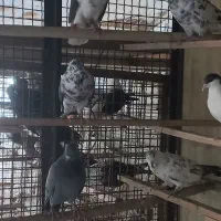 کفتر|پرنده|تهران, قیام|دیوار