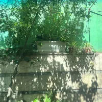 تاسیساتی وویلانگهدار