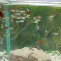 ماهی گوپی همه مولد دونه ای 20|ماهی|شیراز, هفت تنان|دیوار