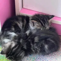 گربه واگذاری