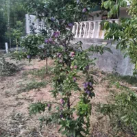 فروش باغ و خانه باغ. دارای نسق.|فروش خانه و ویلا|سیسخت, |دیوار