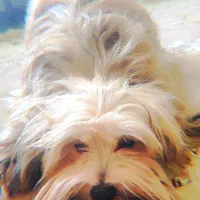 شیتزو میکس ۷ ماهه باهوش فروشی|سگ|پرند, فاز ۶|دیوار