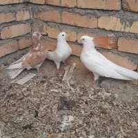 کفتر