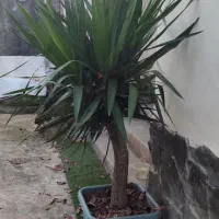 یوکا تنه کهنه چند شاخه گلدان بزرگ