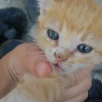 واگذری پیشی گربه