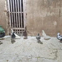 کفترگرفتنی|پرنده|قم, کیوانفر|دیوار