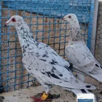 هفترنگ‌خطی