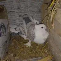 کفتر نقش