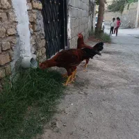 خروس|حیوانات مزرعه|مشهد, رباط طرق|دیوار