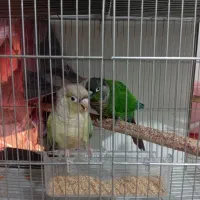 طوطی گرینچیک