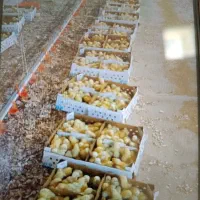 کارگر ماهر مرغداری