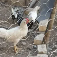 خروس گلین چهل تاج
