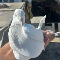 کبوتر پرشی|پرنده|سنندج, |دیوار