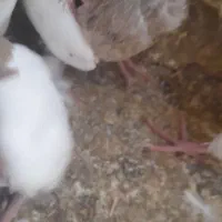 کفتر طوقی|پرنده|میناب, |دیوار