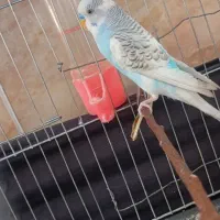 مرغ عشق دستی  بالغ|پرنده|راین, |دیوار