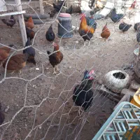 جوجه خوروس وجوجه مرغ محلی