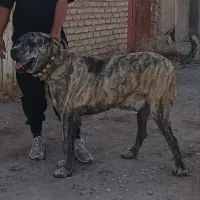 سگ 18ماه