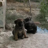 کارگر نیمه وقت جهت کار درباغ