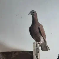 ۴عدد جوجه پلاکی رنگ خاص