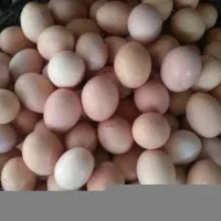 تخم مرغ نطفه دار گلین