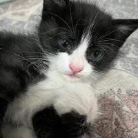 واگذاری بچه گربه|گربه|کرمان, |دیوار