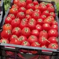 میوه تره‌بار مستقیم از باغدار  تحویل درب مغازه