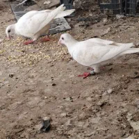 کبوتر پلاکی سفید آلمانی مسافتی|پرنده|شیراز, دارالرحمه|دیوار