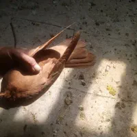 ماده زرد|پرنده|بروجرد, |دیوار