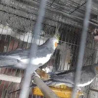 یه جفت عروس هلندی خاکستری