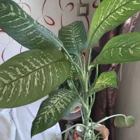 گلهای طبیعی فضای باز و آپارتمان