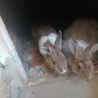 دو عدد خرگوش