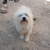 گمشده سگ|حیوانات|بم, |دیوار