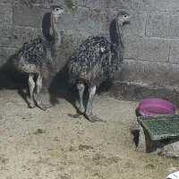 جوجه شترمرغ سه ماهه