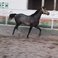 اسب نریان کرد