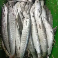 ماهی دریایی بوشهری