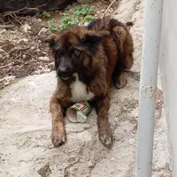 واگذاری سگ نگهبان نژاد داچ شپرد