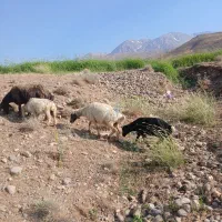 دوعدد میش بره