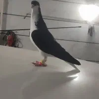 کبوتر|پرنده|قزوین, |دیوار