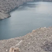 گربه نر وا ماده ترکیش وان وا پرشین