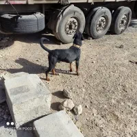 واگذاری یک جفت سگ روتوایلر|سگ|بروجن, |دیوار