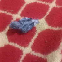 طوطی کوتوله