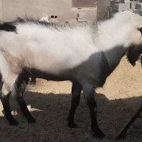 چبوش و بزغاله آلپاین