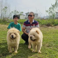 چاوچاو چاو چاو چائو چائو chowchow|سگ|تهران, محمودیه|دیوار