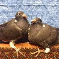 جوجه جان اردن