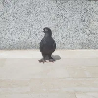 پرنده
