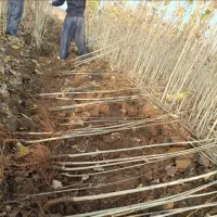 نهال صنوبر نیگرا ترکیه و کبوده سپیدار