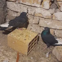 یک جفت قارا نشاد خوب پرشی پرشی چشم قرمز خون|پرنده|اقبالیه, |دیوار